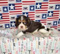 Chocolate chip , a male Cavalier King Charles Spaniel for sale in Marshfield, MO – 1 of 5