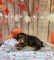 Jack, a male Cavapoo for sale in Marshfield, MO – 2 of 5