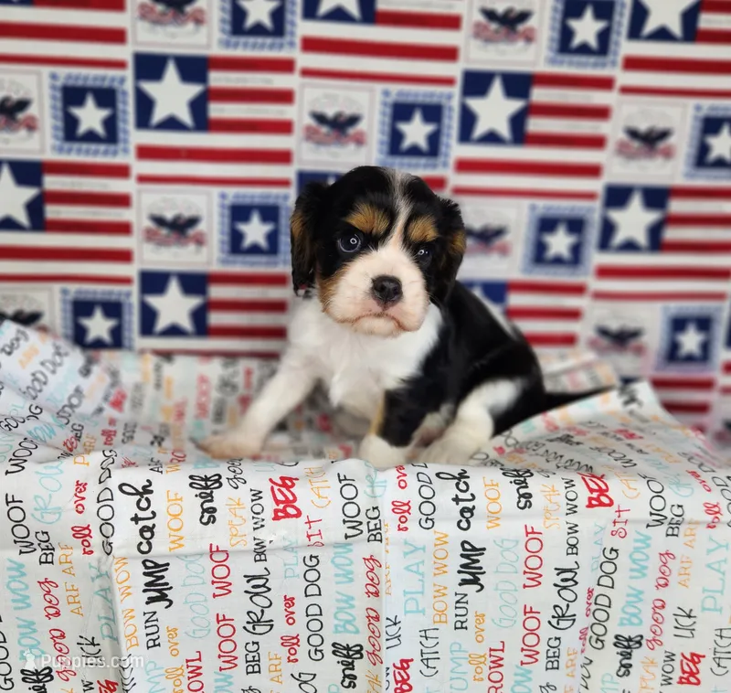 AKC Zoro – Cavalier King Charles Spaniel puppy for sale in Marshfield, MO