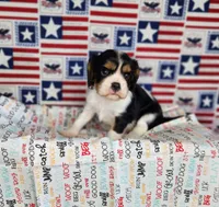 AKC Zoro, a male Cavalier King Charles Spaniel for sale in Marshfield, MO – 1 of 5