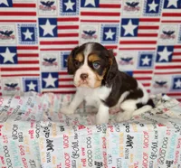 Chocolate chip , a male Cavalier King Charles Spaniel for sale in Marshfield, MO – 3 of 5