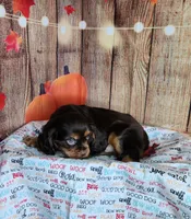 AKC Duke, a male Cavalier King Charles Spaniel for sale in Marshfield, MO – 2 of 5