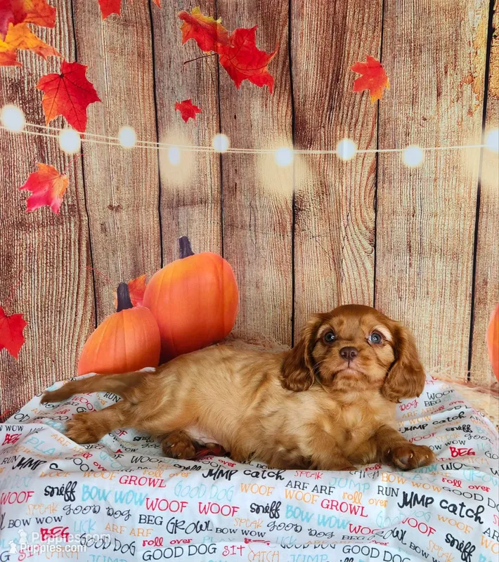 AKC Rocky – Cavalier King Charles Spaniel puppy for sale in Marshfield, MO