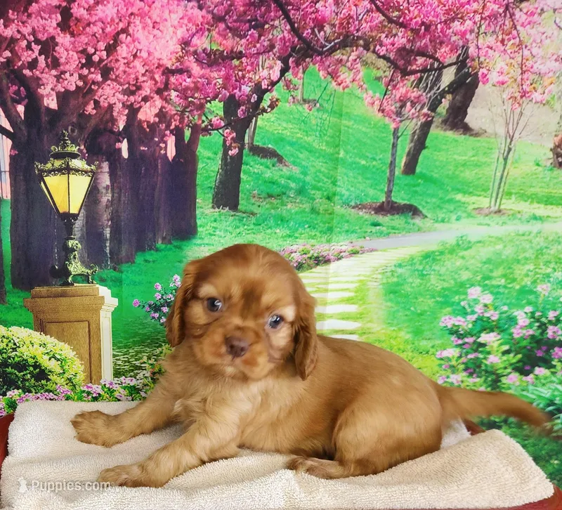 AKC Romeo  – Cavalier King Charles Spaniel puppy for sale in Marshfield, MO