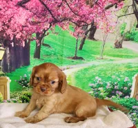 AKC Romeo , a male Cavalier King Charles Spaniel for sale in Marshfield, MO – Photo 4 of 4