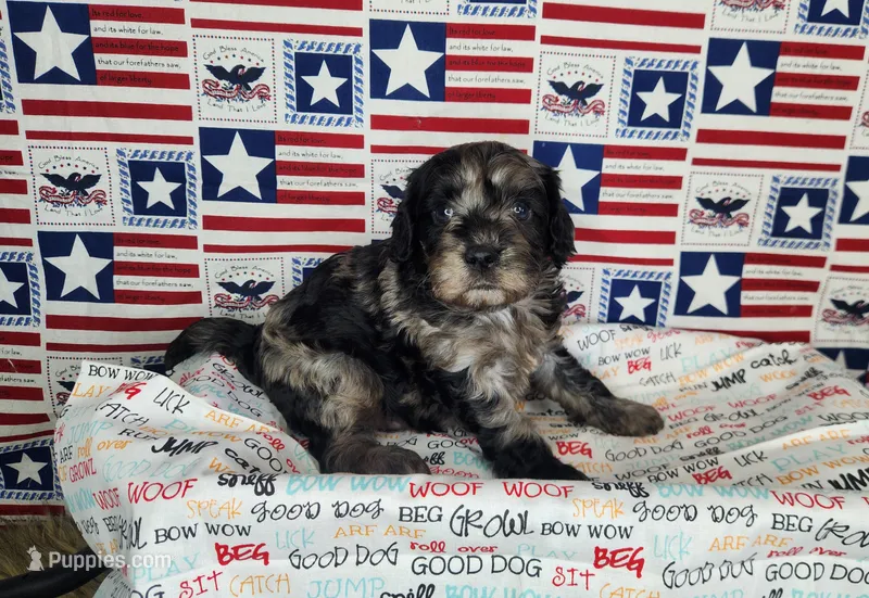 Buddy  – Cavapoo puppy for sale in Marshfield, MO