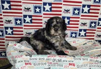 Buddy , a male Cavapoo for sale in Marshfield, MO – 1 of 5