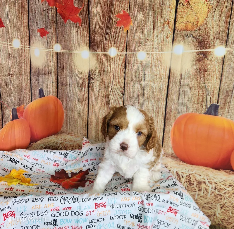 Leo – Cavapoo puppy for sale in Marshfield, MO