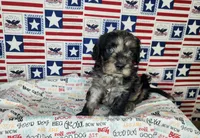 Buddy , a male Cavapoo for sale in Marshfield, MO – 4 of 5