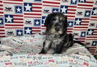 Buddy , a male Cavapoo for sale in Marshfield, MO – 2 of 5