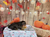 Jack, a male Cavapoo for sale in Marshfield, MO – 3 of 5
