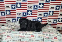 Ollie , a male Cavapoo for sale in Marshfield, MO – 3 of 4