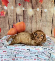 AKC Rocky, a male Cavalier King Charles Spaniel for sale in Marshfield, MO – 2 of 5