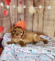 AKC Rocky, a male Cavalier King Charles Spaniel for sale in Marshfield, MO – 4 of 5
