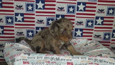 Max, a male Cavapoo for sale in Marshfield, MO – 5 of 5