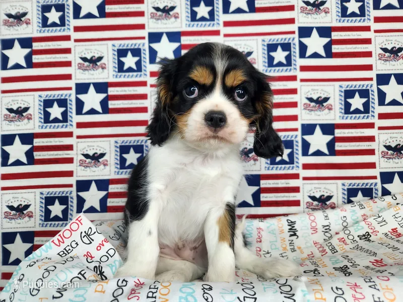 AKC Zoro – Cavalier King Charles Spaniel puppy for sale in Marshfield, MO