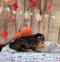 Jack, a male Cavapoo for sale in Marshfield, MO – 4 of 5