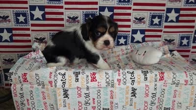 AKC Zoro, a male Cavalier King Charles Spaniel for sale in Marshfield, MO – 5 of 5