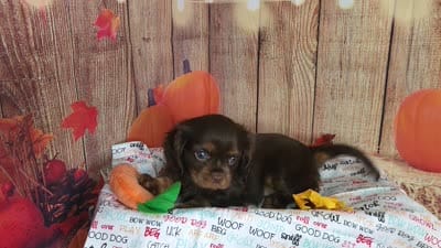 AKC Molly , a female Cavalier King Charles Spaniel for sale in Marshfield, MO – 5 of 5