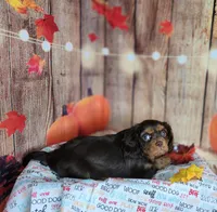 AKC Zoey, a female Cavalier King Charles Spaniel for sale in Marshfield, MO – 4 of 5