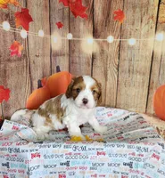 Leo, a male Cavapoo for sale in Marshfield, MO – 4 of 5