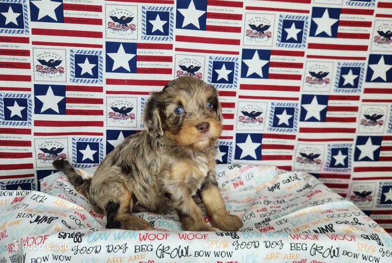 Max – Cavapoo puppy for sale in Marshfield, MO
