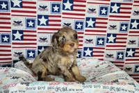 Max, a male Cavapoo for sale in Marshfield, MO – 1 of 5