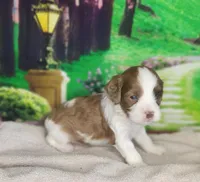 Max, a male Cavapoo for sale in Marshfield, MO – Photo 1 of 5