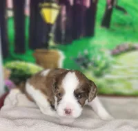 Max, a male Cavapoo for sale in Marshfield, MO – Photo 3 of 5