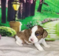 Max, a male Cavapoo for sale in Marshfield, MO – Photo 5 of 5