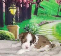 Max, a male Cavapoo for sale in Marshfield, MO – Photo 2 of 5