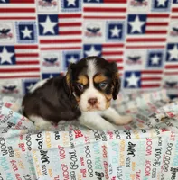 Chocolate chip , a male Cavalier King Charles Spaniel for sale in Marshfield, MO – 4 of 5