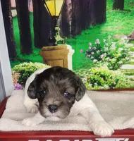 Buster, a male Cavapoo for sale in Marshfield, MO – Photo 1 of 4