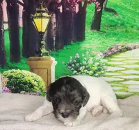 Buster, a male Cavapoo for sale in Marshfield, MO – Photo 4 of 4