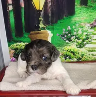 Buster, a male Cavapoo for sale in Marshfield, MO – Photo 3 of 4