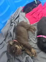 Blade, a female Cane Corso and Golden Retriever for sale in Grandview, TX – Photo 3 of 4