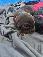 Blade, a female Cane Corso and Golden Retriever for sale in Grandview, TX – Photo 4 of 4