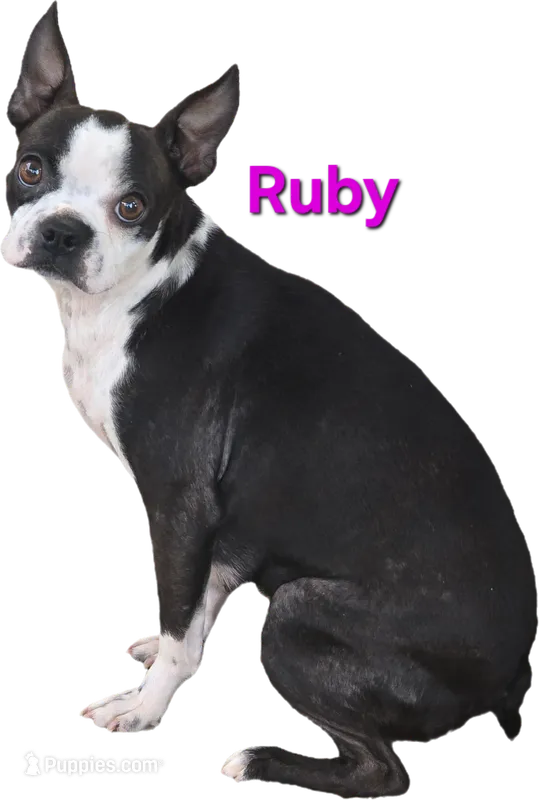 Ruby – Boston Terrier puppy for sale in Grandview, TX