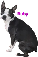 Ruby, a female Boston Terrier for sale in Grandview, TX – 1 of 1