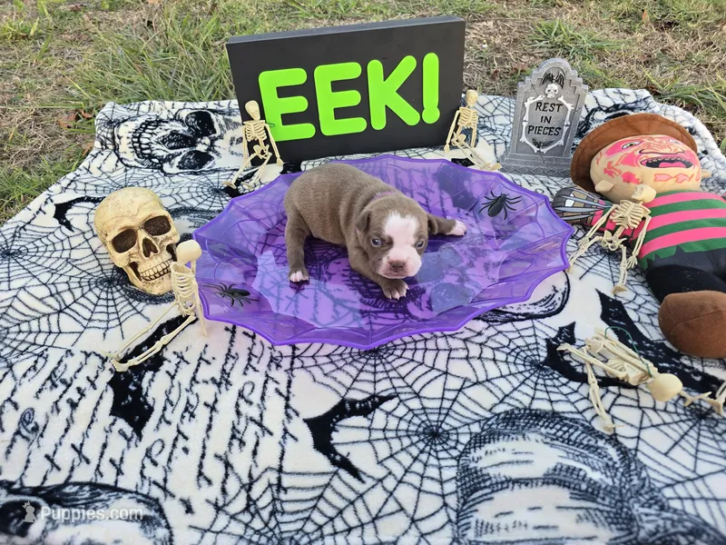 Hex – English Bulldog, Boston Terrier puppy for sale in Grandview, TX