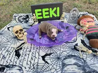 Hex, a female English Bulldog and Boston Terrier for sale in Grandview, TX – 1 of 7