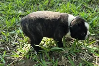 Hershey Kiss, a female Boston Terrier for sale in Grandview, TX – Photo 3 of 6