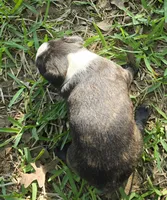 Hershey Kiss, a female Boston Terrier for sale in Grandview, TX – Photo 4 of 6