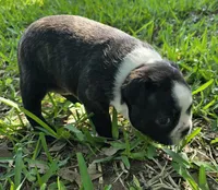 Hershey Kiss, a female Boston Terrier for sale in Grandview, TX – Photo 2 of 6