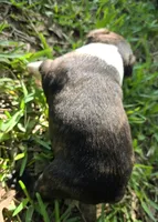 Hershey Kiss, a female Boston Terrier for sale in Grandview, TX – Photo 5 of 6