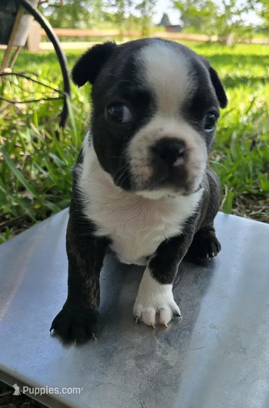 Hershey Kiss – Boston Terrier puppy for sale in Grandview, TX