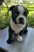 Hershey Kiss, a female Boston Terrier for sale in Grandview, TX – Photo 1 of 6
