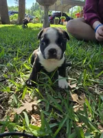 Hershey Kiss, a female Boston Terrier for sale in Grandview, TX – Photo 6 of 6