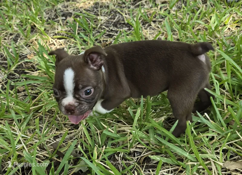Green – Boston Terrier puppy for sale in Grandview, TX