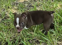 Green, a male Boston Terrier for sale in Grandview, TX – 1 of 7